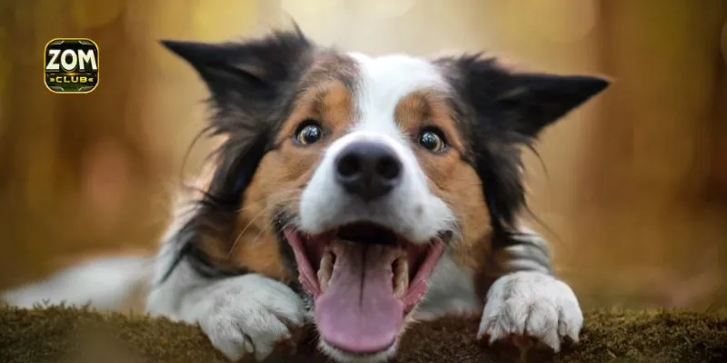 Mơ thấy chó đánh con gì với những con số may mắn