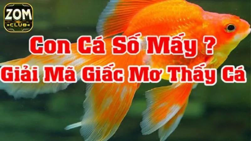 Mơ thấy cá thì đánh những số nào