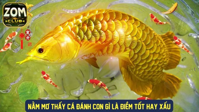 Nằm mơ thấy cá là điềm tốt hay xấu